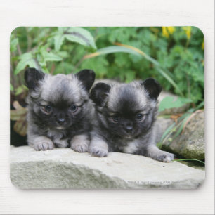 Tapis De Souris Chiots aux cheveux longs de chiwawa