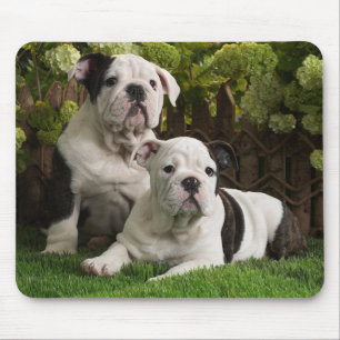 Tapis de souris Chiots Bouledogues Mignons dans le