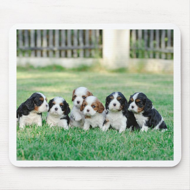 Tapis De Souris Chiots Cavalier King Charles Spaniel (Devant)