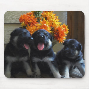 Tapis De Souris Chiots de berger allemand