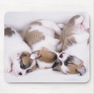 Tapis De Souris Chiots de corgi dorants