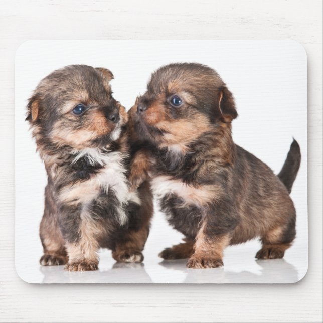 Tapis De Souris Chiots mignons de Yorkshire Terrier (Devant)