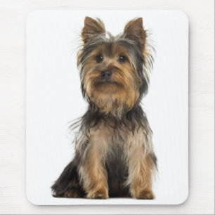 Tapis De Souris Chiots Terrier Yorkshire - Canin