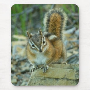 Tapis De Souris Chipmunk dans le parc national des Glaciers