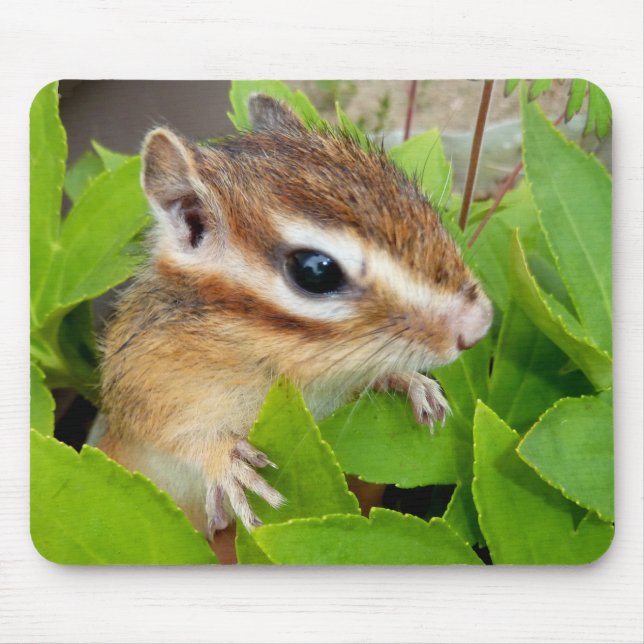Tapis De Souris Chipmunk photo　(20-1) (Devant)