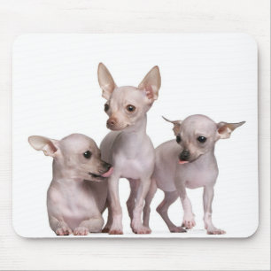 Tapis De Souris Chiwawa chauve (5 et 7 mois)