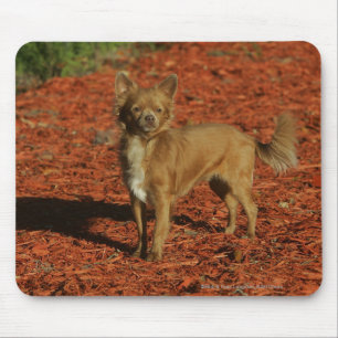 Tapis De Souris Chiwawa regardant l'appareil-photo