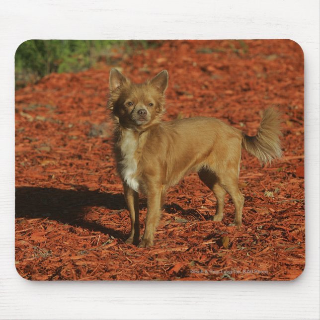 Tapis De Souris Chiwawa regardant l'appareil-photo (Devant)