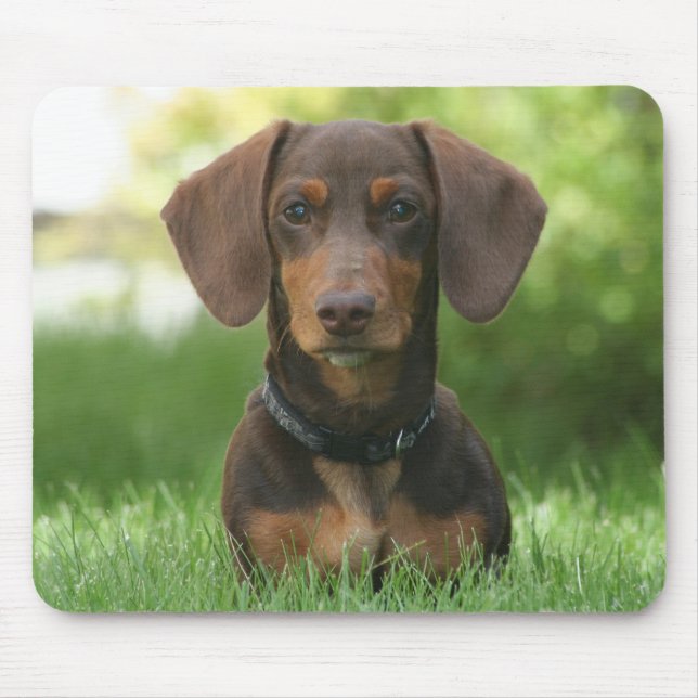 Tapis De Souris Chocolat et Tan Dachshund - Doxie (Devant)