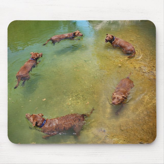 Tapis De Souris Chocolat Lab Pit Mix Chien Natation en Cercles (Devant)