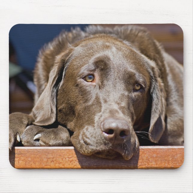 Tapis De Souris Chocolat mignon Brown Labrador Retriever chien ani (Devant)