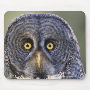 Tapis De Souris Chouette 3