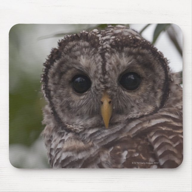 Tapis De Souris Chouette barrée juvénile (Strix varia) (Devant)