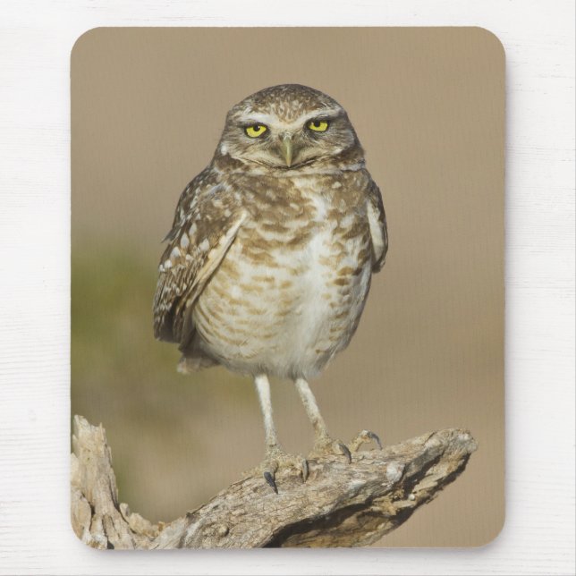 Tapis De Souris Chouette brulante sur une côte de cholla (Devant)