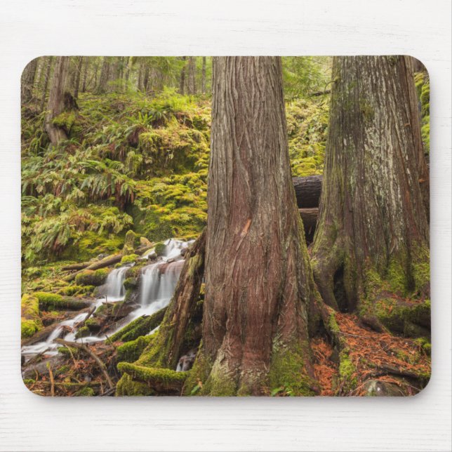 Tapis De Souris Chutes de White Branch, Cascades de l'Oregon, Oreg (Devant)