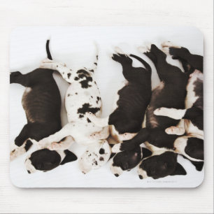 Tapis De Souris Cinq chiots de great dane de harlequin dormant
