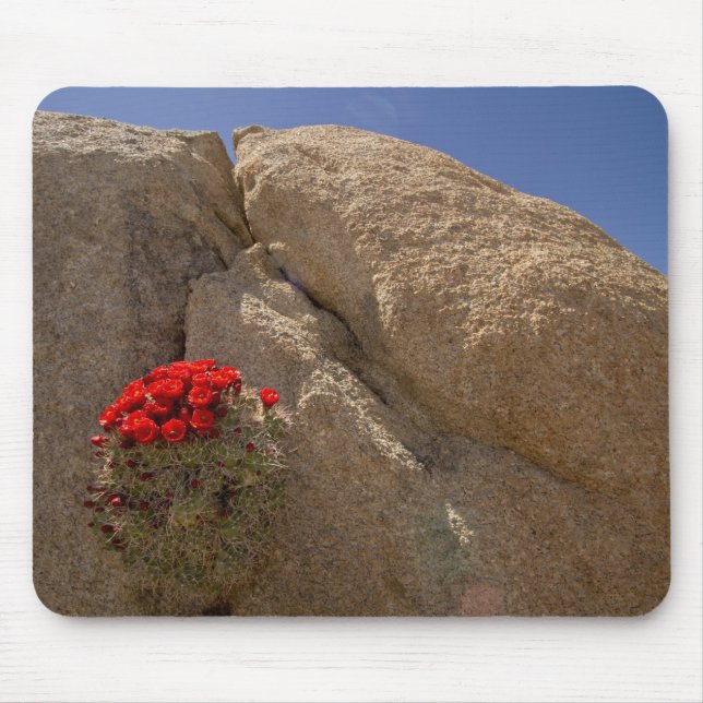 Tapis De Souris Claret cup ou cactus de Mojave en fleurs (Devant)