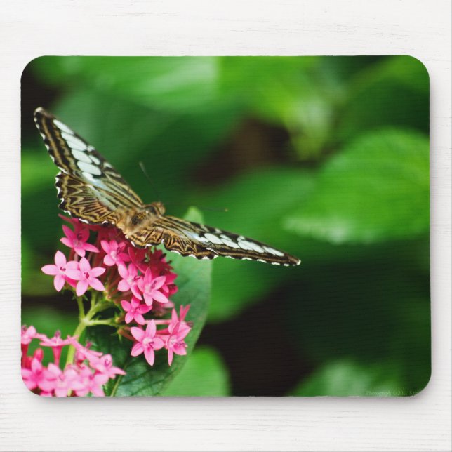 Tapis De Souris Clipper on Pentas 2 Mousepad (Devant)