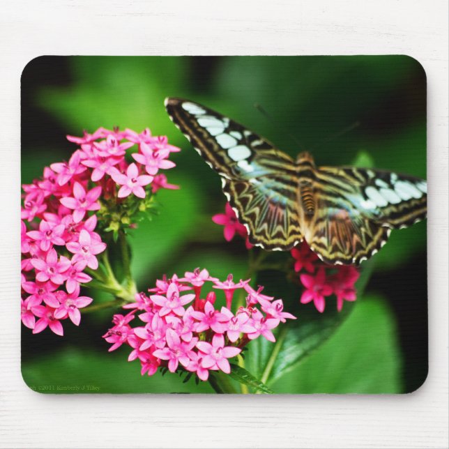 Tapis De Souris Clipper sur Pentas 1 Mousepad (Devant)