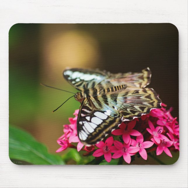 Tapis De Souris Clipper sur Pentas 3 Mousepad (Devant)