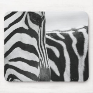 Tapis De Souris Close-up of zebra face and shoulder