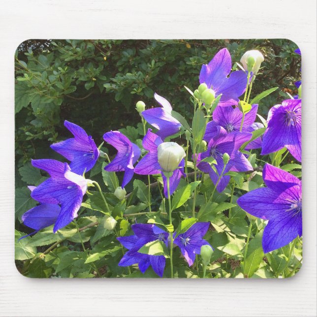 Tapis De Souris Cluster Campanula (Fleurs Bleues) — (Devant)