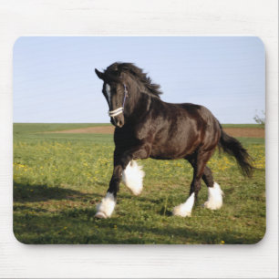 Tapis De Souris Clydesdale Horse