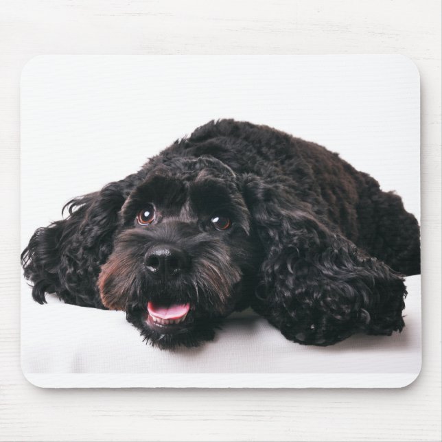 Tapis De Souris cocker poodé mélange chiot mousepad (Devant)
