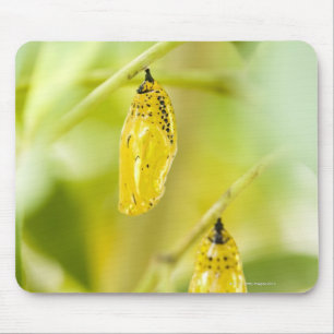 Tapis De Souris Cocon du papillon de papier de cerf-volant,