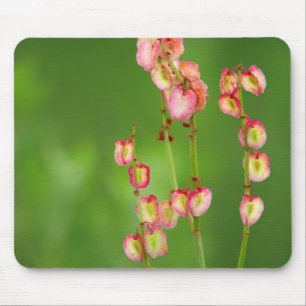 Tapis De Souris Cœurs de papier (Rumex Woodii), Ukhahlamba
