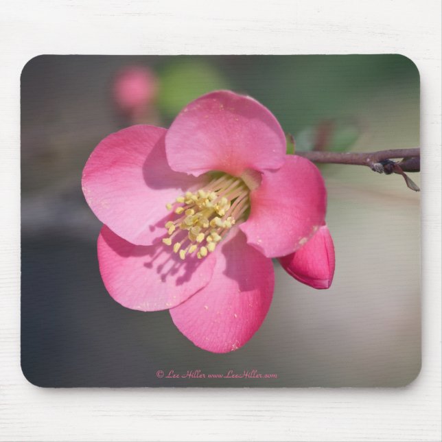 Tapis De Souris Cognassier à fleurs roses parfait (Devant)