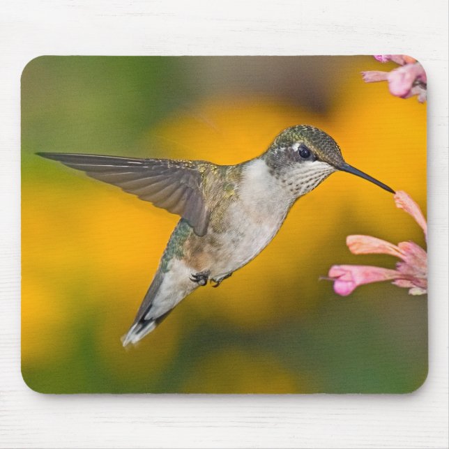 Tapis De Souris Colibri 4 Mousepad (Devant)