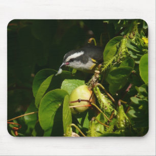 Tapis De Souris Colibri à gorge blanche mangeant Photographie trop