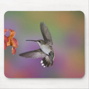 Tapis De Souris Colibri à gorge rubis femelle en vol