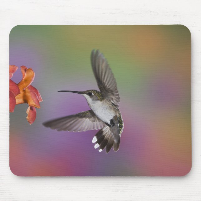Tapis De Souris Colibri à gorge rubis femelle en vol (Devant)