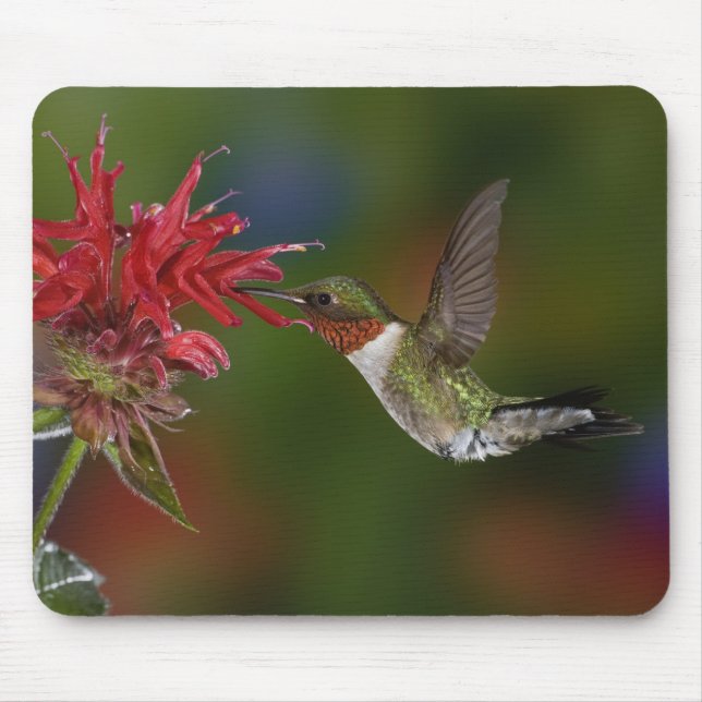 Tapis De Souris Colibri à gorge rubis mâle (Devant)