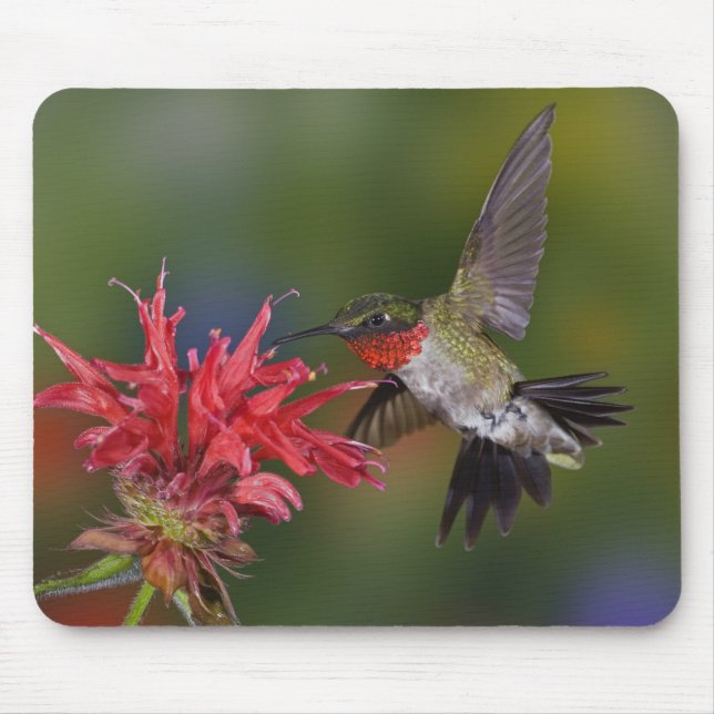 Tapis De Souris Colibri à gorge rubis mâle (Devant)