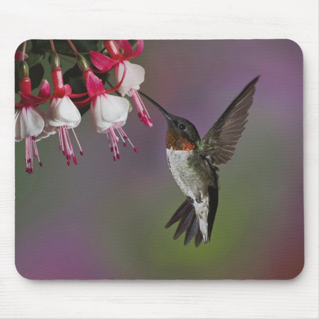 Tapis De Souris Colibri à gorge rubis mâle, Archilochus (Devant)