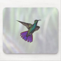 Colibri à poitrine verte Anthracocorax
