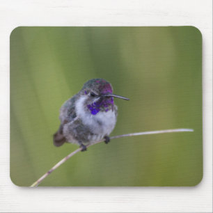 Tapis De Souris Colibri de Costa en août léger