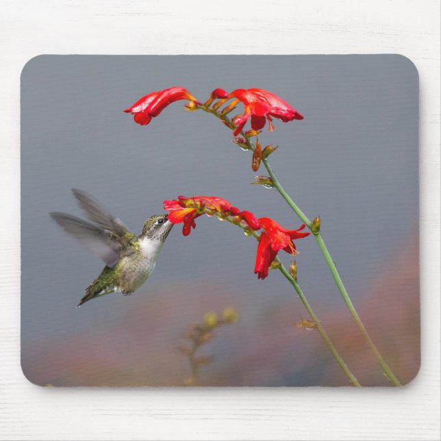 Tapis De Souris Colibri Et Crocosmie (Devant)