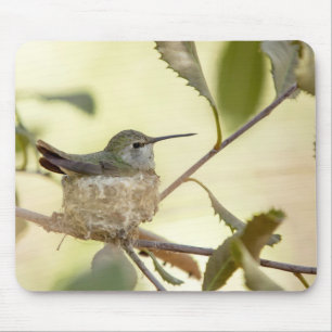 Tapis De Souris Colibri femelle sur son nid