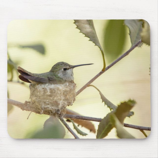 Tapis De Souris Colibri femelle sur son nid (Devant)