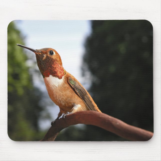 Tapis De Souris Colibri roux mâle - Mousepad (Devant)