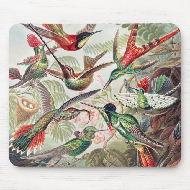 Tapis De Souris Colibri, Trochilidae Kolibris par Ernst Haeckel (Devant)