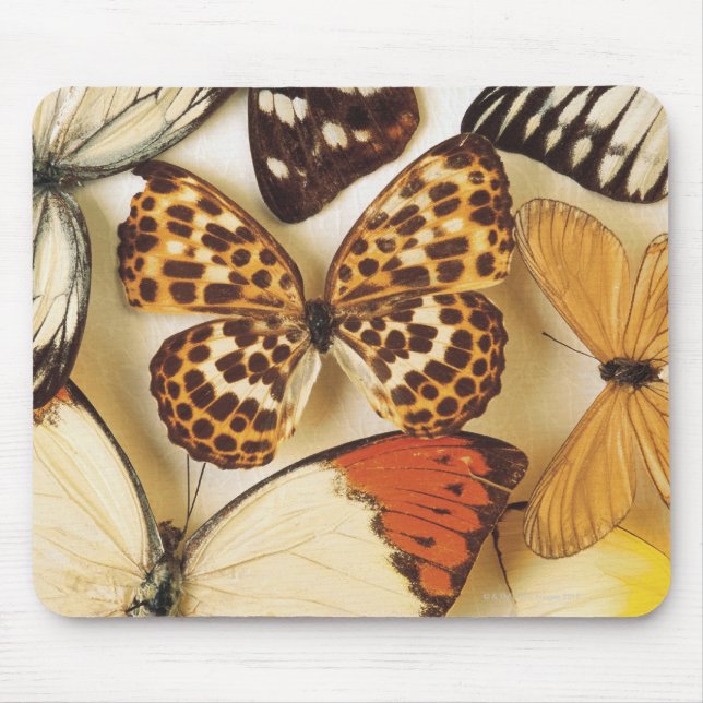 Tapis De Souris Collection papillon (Devant)