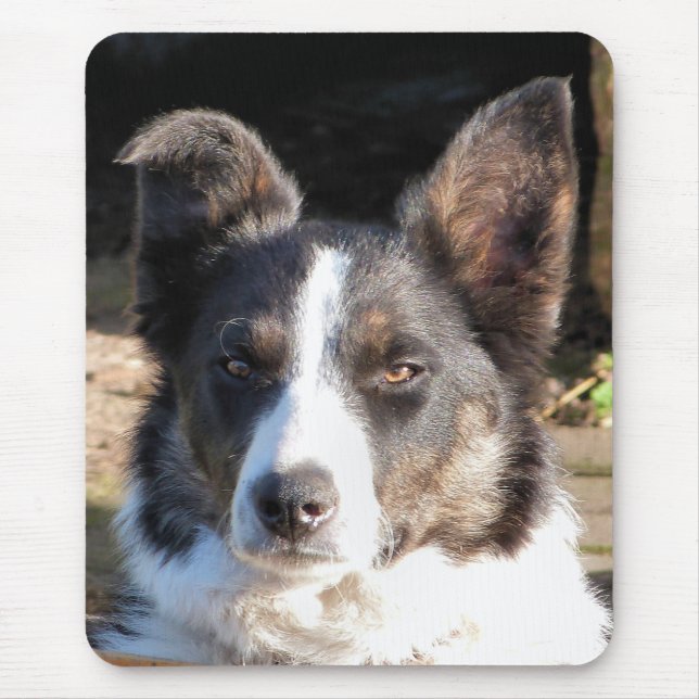 TAPIS DE SOURIS COLLIE FRONTALIÈRE (Devant)