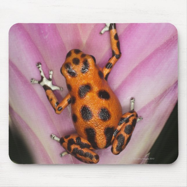 Tapis De Souris Colon Isle Dart Frog, Oophaga pumilio (Devant)