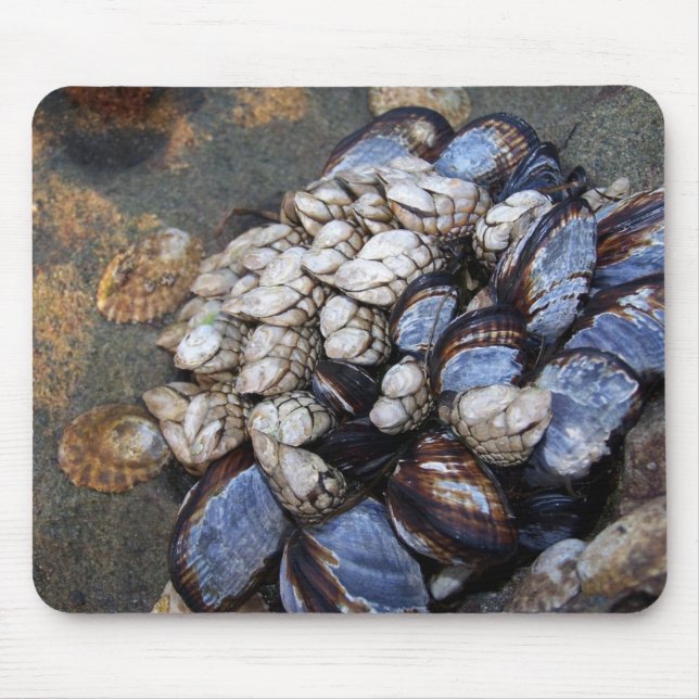 Tapis De Souris Cols de cygne et moules (Devant)