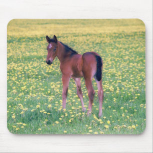 Tapis De Souris Colt dans le champ de Dandelion